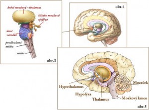 01-mozek-thalamus-organ.jpg