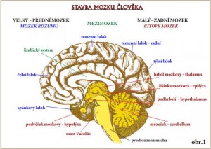 01-mozek-stavba-hypothalamus-epifyza.jpg